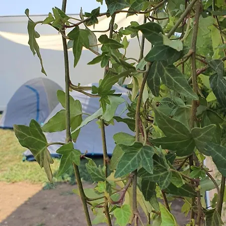 Kamp alanı Free People Camping Vama Veche