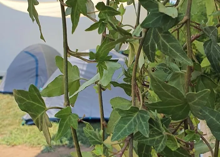 Kamp alanı Free People Camping Vama Veche